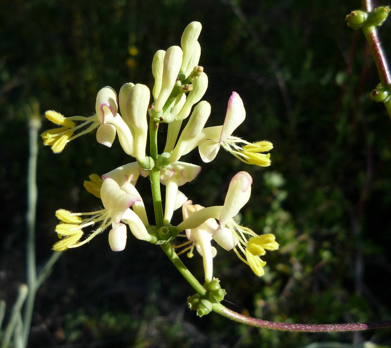 High Resolution Lonicera subspicata Flower